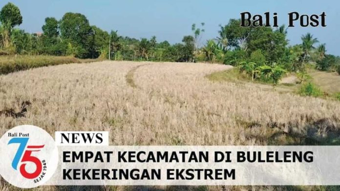 365987 Kekeringan Landa Buleleng, Petani Beralih Tanam Bunga 2