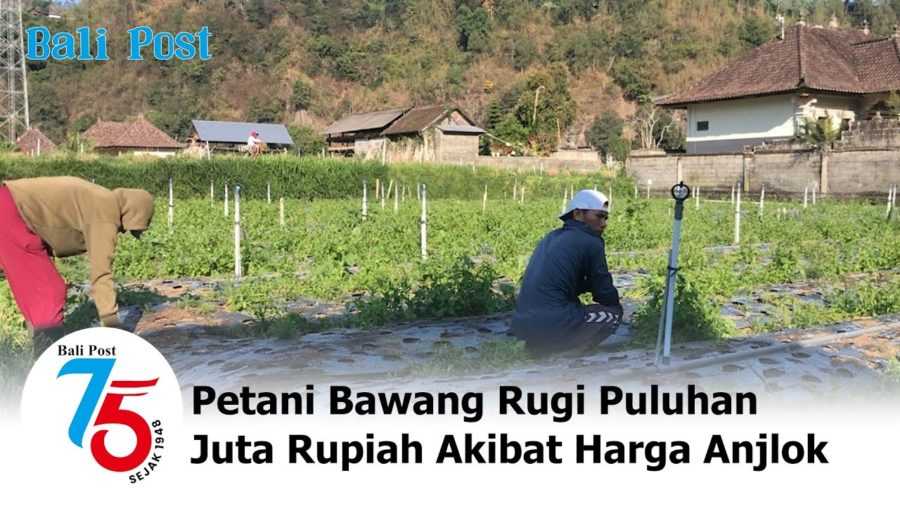 Harga Anjlok, Petani Bawang Songan Menjerit!! 2