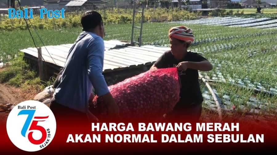 Petani Menjerit Harga Bawang Anjlok, Ini Kata Kadistan 2