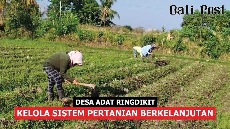 Desa Adat Ringdikit Kelola Sistem Pertanian Berkelanjutan 2