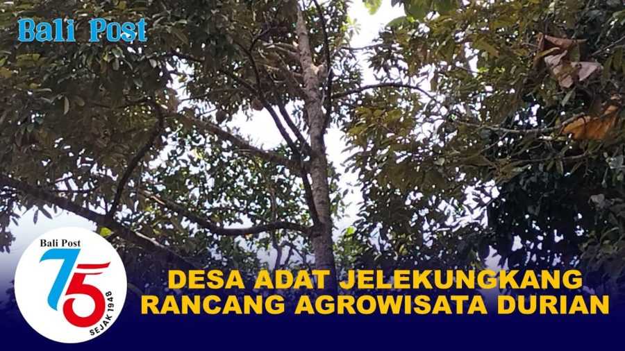 Desa Adat Jelekungkang Rancang Agrowisata Durian 2