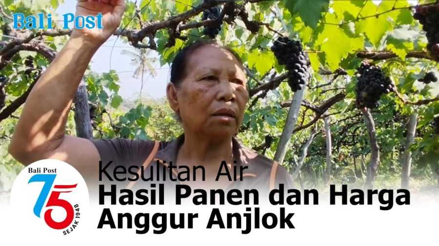 Kesulitan Air, Hasil Panen dan Harga Anggur Anjlok 2