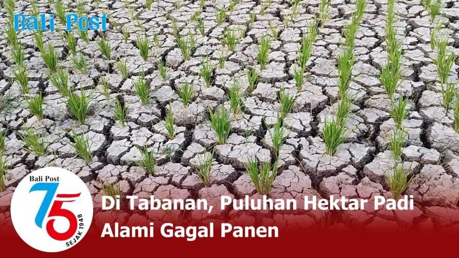Puluhan Hektar Padi Alami Gagal Panen 2