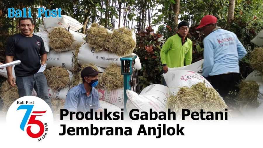 Terdampak El Nino, Produksi Gabah Petani Jembrana Anjlok 2