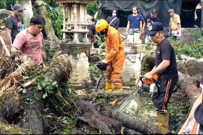 Sejumlah Palinggih Rusak Tertimpa Dahan Beringin 1