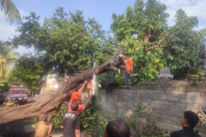 Pohon Tumbang Timpa Pelinggih Dan Warung 1