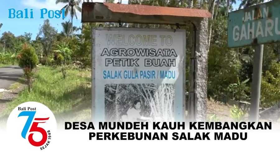 Desa Mundeh Kauh Kembangkan Perkebunan Salak Madu 2