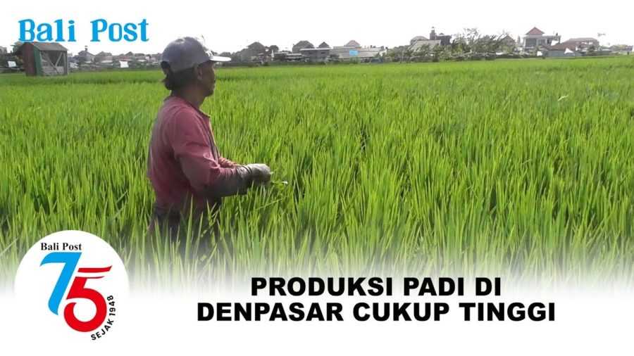 Alih Fungsi Lahan Mengancam, Produksi Padi di Denpasar Masih Tinggi 2