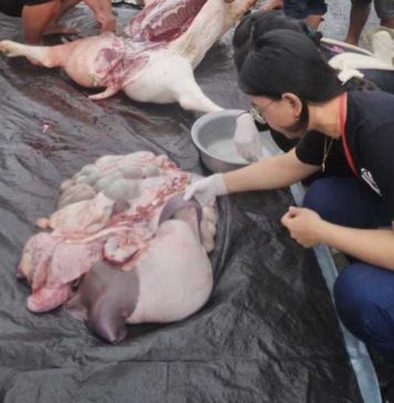 Jelang Galungan, 172 Petugas akan Cek Kesehatan Ternak di Badung