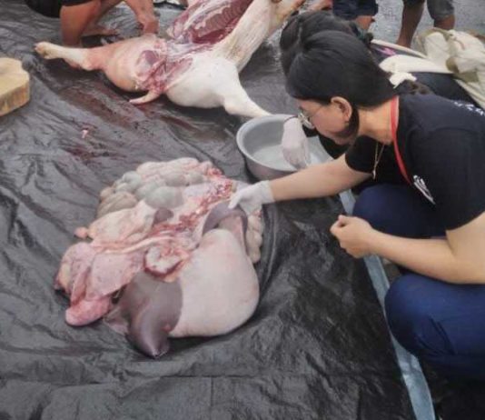Jelang Galungan, 172 Petugas akan Cek Kesehatan Ternak di Badung