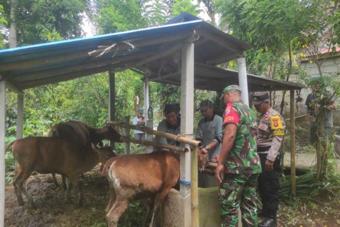 Distan Gencarkan Vaksinasi PMK Di Banjar Tangkup Dan Banjar Mumbi 1