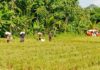 Terancam Alih Fungsi, DPRD Bali Dorong Kenaikan BKK Subak pada APBD 2027
