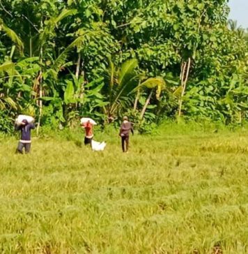 Jaga Ketahanan Pangan, Penting Jaga Lumbung Pangan Barat Bali