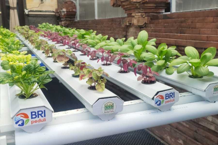 Kolaborasi UGM dan Garrya Bianti, Ubah Lahan KWT Tangguh Jadi Sentra Telur Cage-Free