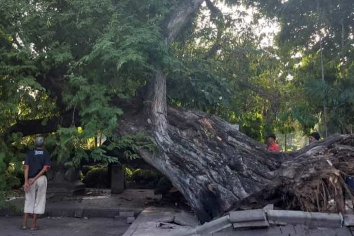 Pohon Asam Di Depan Pura Jagatnatha Denpasar Tumbang 2