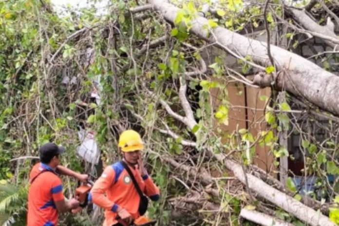 Pohon Timpa Warung Dan Bengkel Warga Subagan 1