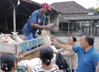 Pemkab Jembrana Dorong Pengembangan Usaha Ekonomi Peternakan