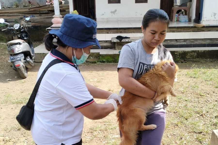 2025, Vaksinasi Rabies HPR di Bali Capai 85,35 Persen | BALIPOST.com