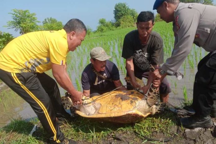 Spesies Penyu Langka Ditemukan Dekat Pesisir Sawah Di Pantai Penarukan 1