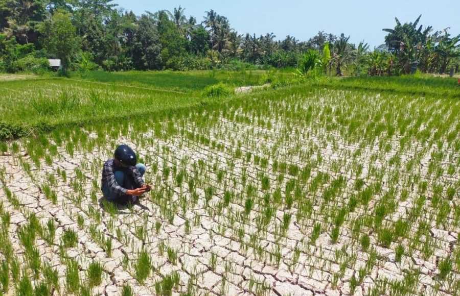 328,78 Hektare Padi di Bali Terdampak Kekeringan