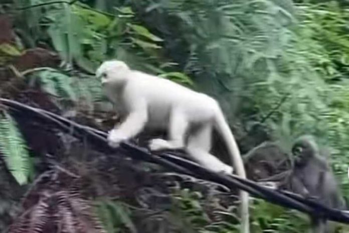 Tangkil Ke Pura Pasar Agung Besakih Giri Tohlangkir, Pemedek Rekam Keberadaan Kera Putih 1