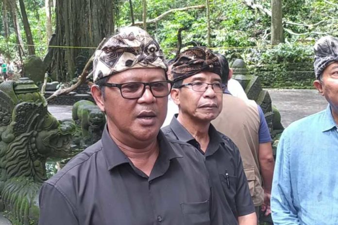 Desa Adat Padangtegal Bertanggungjawab Penuh Penanganan Korban Pohon Tumbang Di Monkey Forest 1
