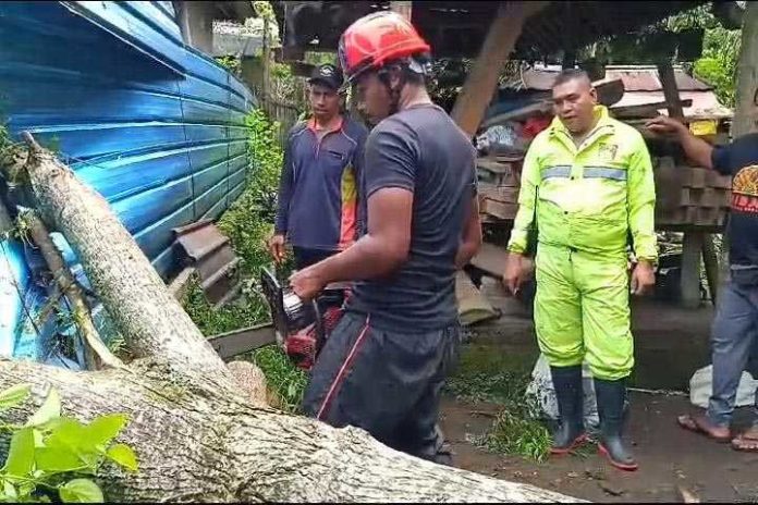 Pohon Tumbang Rusak Rumah Di Gebagan 1