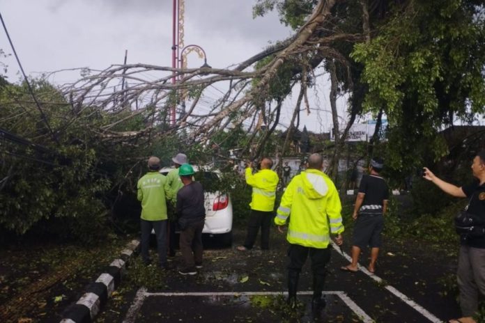 Dahan Pohon Beringin Di Lapangan Astina Gianyar Timpa Mobil 1