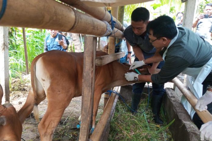 Distan Telah Vaksinasi 4 Ribu Lebih Sapi Peternak 1
