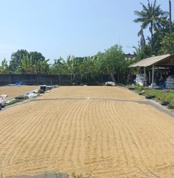 Harga Gabah Tembus Rp7.900 Per Kg, Penyaluran SPHP Digenjot