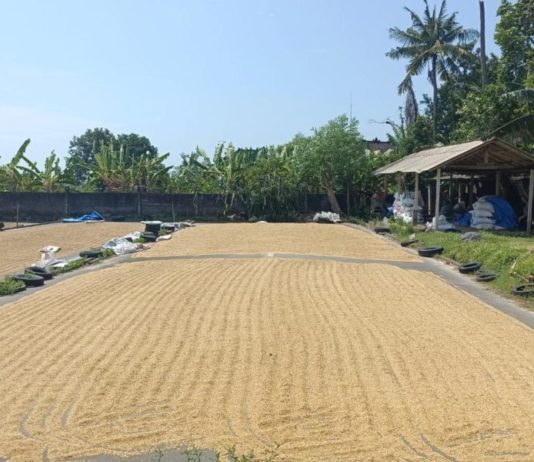 Harga Gabah Tembus Rp7.900 Per Kg, Penyaluran SPHP Digenjot