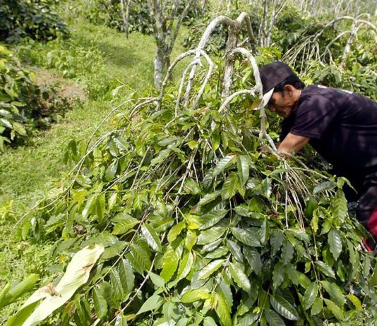 Agrowisata Jadi Strategi Baru Penggerak Ekonomi Badung