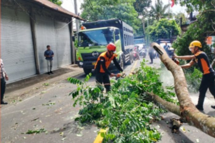 Bali Dilanda Angin Kencang Dan Hujan, Puluhan Pohon Tumbang 1