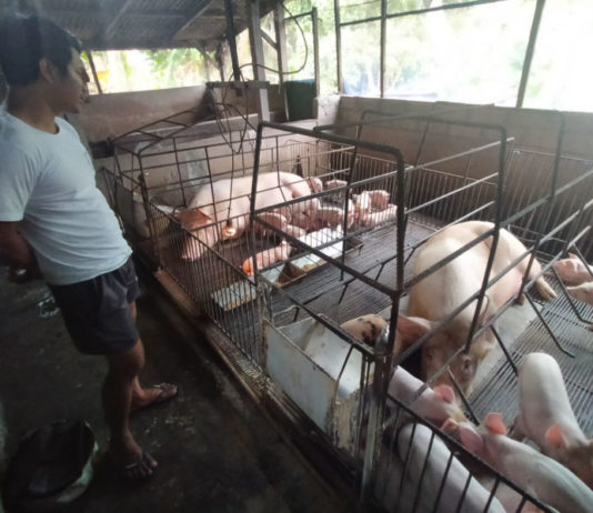 Baik untuk Mulai Memelihara Ternak, Berikut Ala Ayuning Dewasa 15 Desember 2025