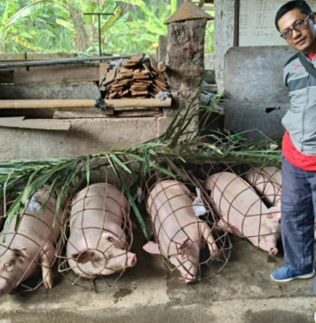 Disperpa Badung Lakukan Pemeriksaan Ante Mortem Terhadap 508 Ekor Babi