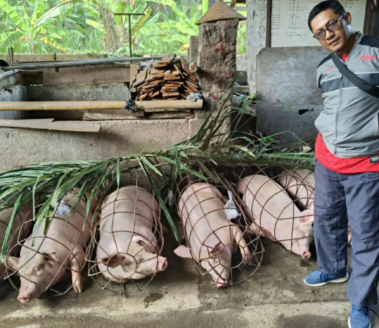 Disperpa Badung Lakukan Pemeriksaan Ante Mortem Terhadap 508 Ekor Babi