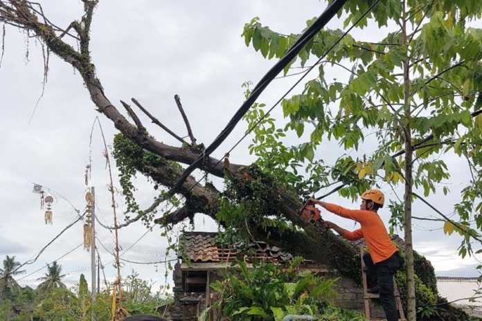 Angin Kencang Landa Jembrana, Pohon Bunut Timpa Kabel PLN Di Pancardawa 1