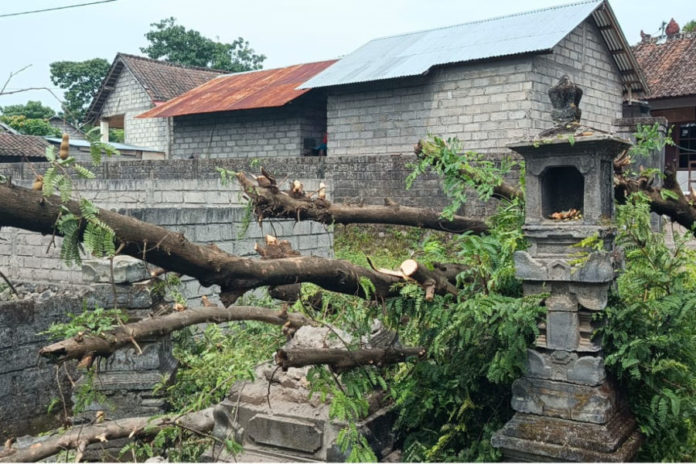 Ditimpa Pohon Tumbang, Palinggih Warga Tulamben Rusak 1