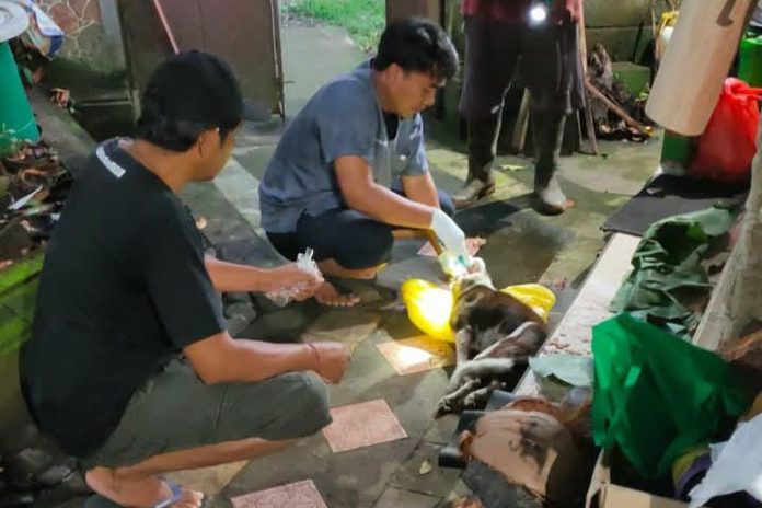 Empat Warga Di Penyaringan Digigit Anjing 1