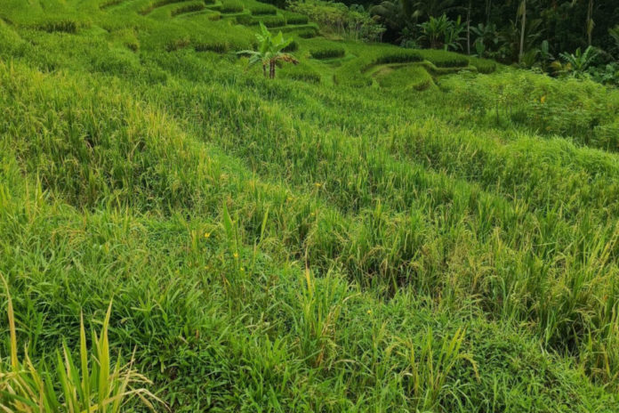 Hama Tikus Mengganas, Petani Penebel Tabanan Merugi Hampir Rp 500 Juta 1