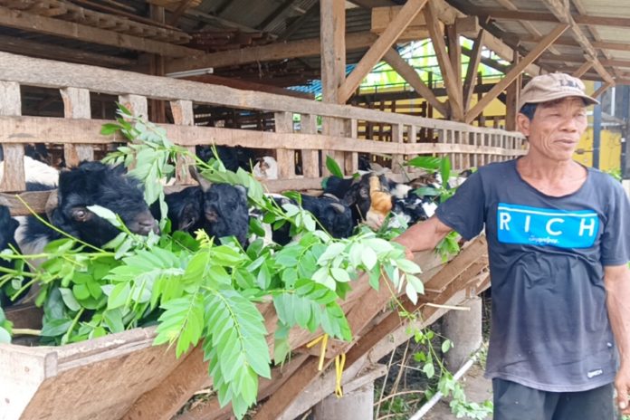 Jelang Idul Adha, Harga Hewan Kurban Di Jembrana Melonjak 1