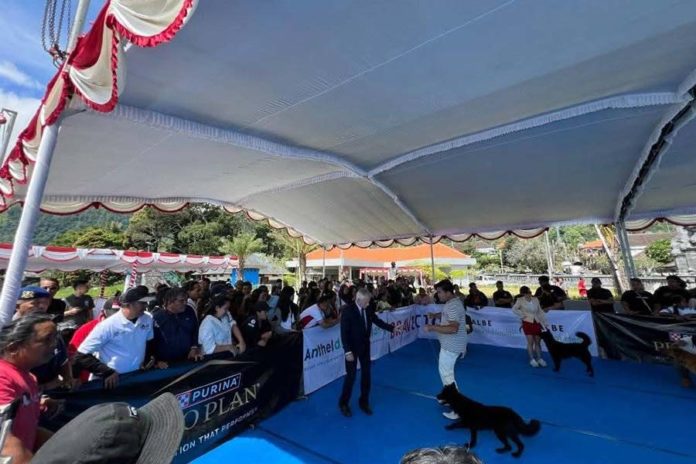 Kontes Anjing Kintamani Diikuti Peserta Dari Luar Bali 1