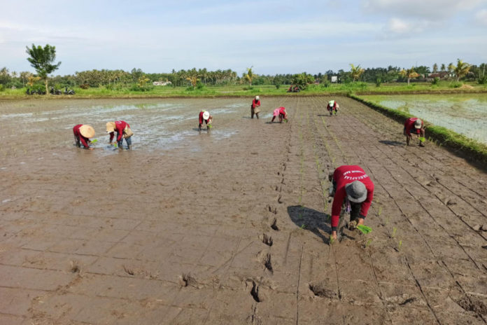 Petani Diminta Waspadai Kemarau Dengan Gilvar 1