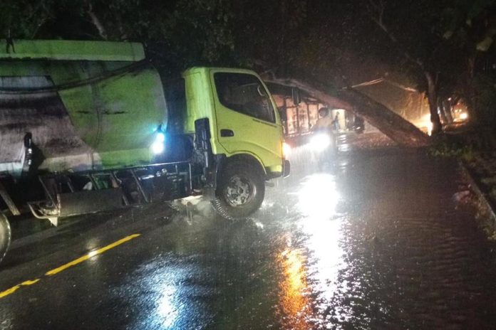 Pohon Tumbang, Ber Jam Jam Truk Besar Tak Bisa Melintas Di Jalur Utama Karangasem Klungkung 1
