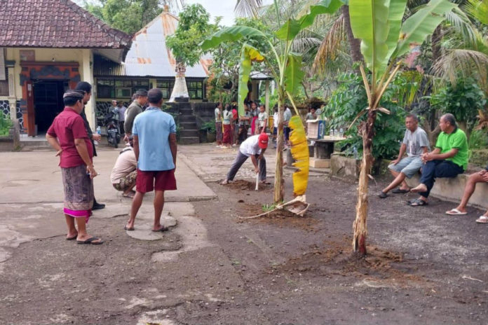 Polemik Lahan, Halaman SDN 2 Sambangan Di Tanam Pisang 1