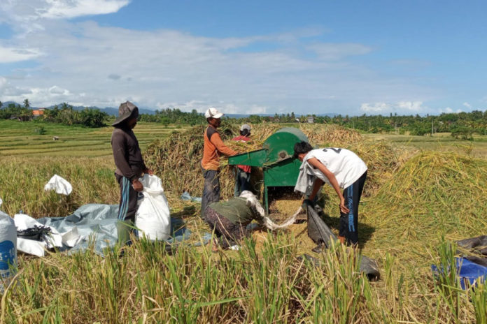 Produksi Beras Di Jembrana Surplus 1