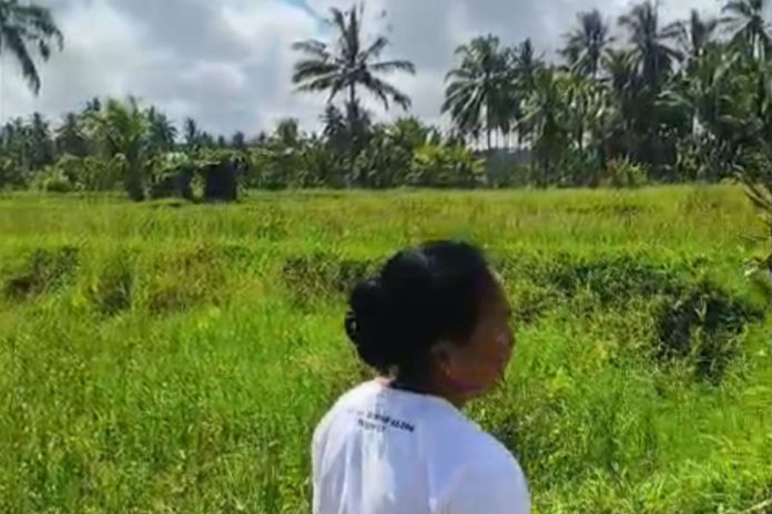 Serangan Hama Tikus Makin Meluas, Tempuh Jalur Sekala Dan Niskala 1