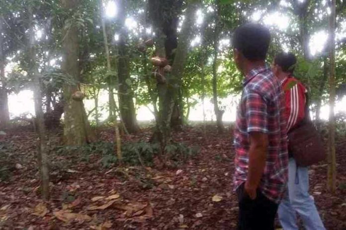 Tradisi Gantung Ari Ari Di Pohon, Warisan Sakral Dari Bayung Gede 1