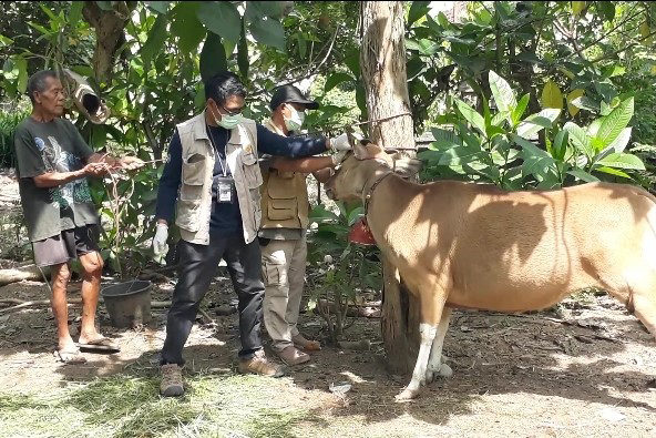 Veteriner Ambil Sampel Darah Ternak Sapi Di Jembrana 1