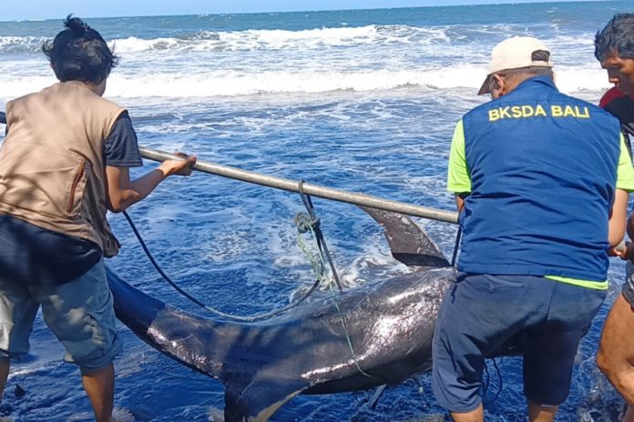 Bangkai Lumba Lumba Terdampar Di Pantai Perancak 1